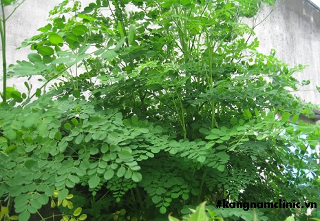 đắp mặt nạ chùm ngây