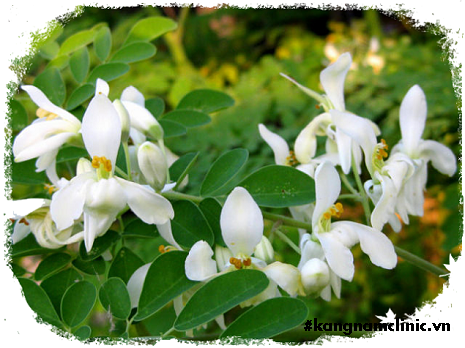 mặt nạ bột chùm ngây